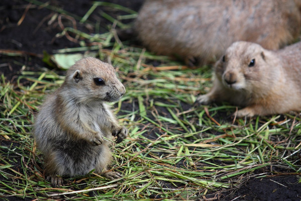 上野動物園１ 小動物 ケンとエリーのお出かけ日記