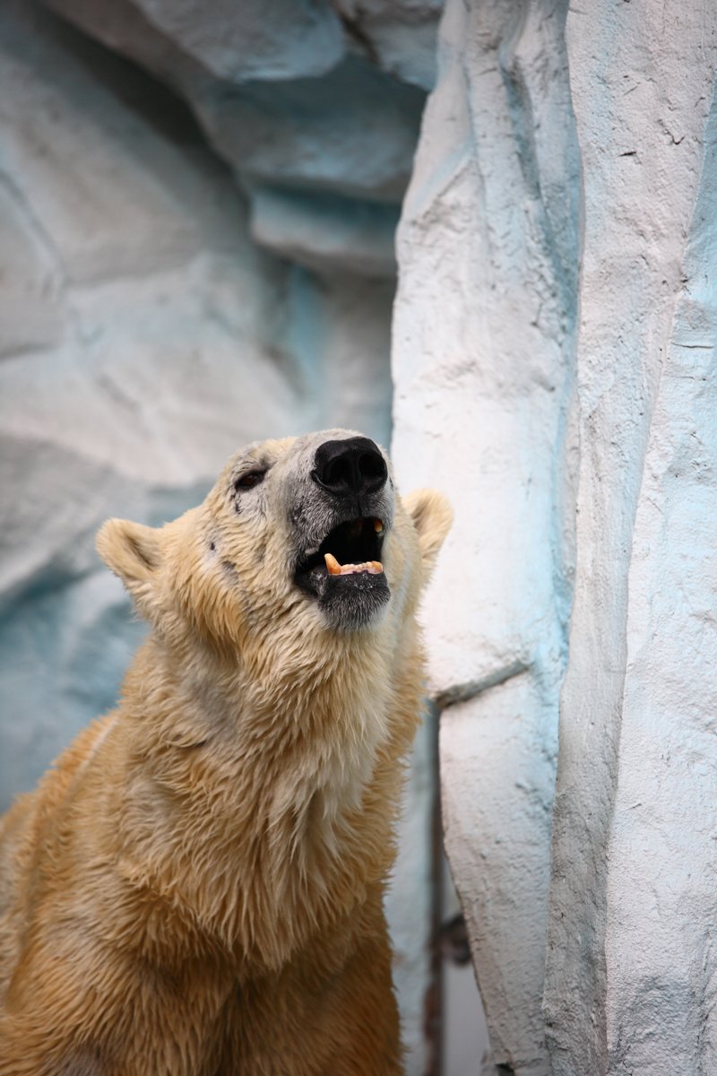 上野動物園２ クマ３種 ケンとエリーのお出かけ日記